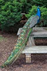 Obraz premium Peacock