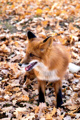 Red fox (Vulpes vulpes) in the forest during autumn forest