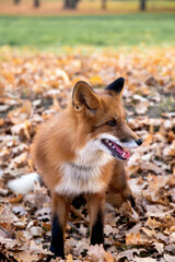 Red fox (Vulpes vulpes) in the forest during autumn forest