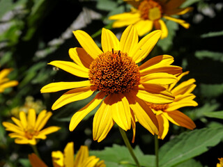 a plant with yellow inflorescences called Rudbeckia brilliant, commonly growing in home gardens in the city of Białystok in Podlasie in Poland