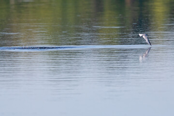 Common tern (Sterna hirundo) diving at full speed in a lake to hunt for small fish in Germany.