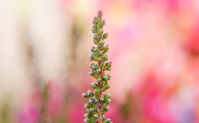Macro Shot of common heather in the woods. Calluna vulgaris.