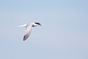 Common tern (Sterna hirundo) in flight full speed hunting for small fish.