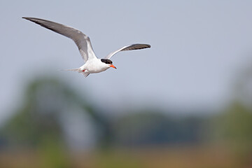 Fototapeta na wymiar Common tern (Sterna hirundo) in flight full speed hunting for small fish.
