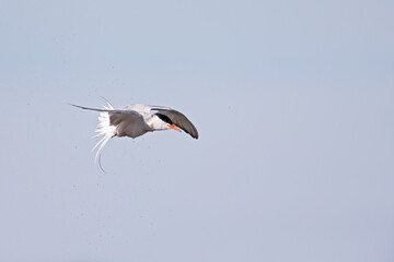 Obraz premium Common tern (Sterna hirundo) in flight full speed hunting for small fish.