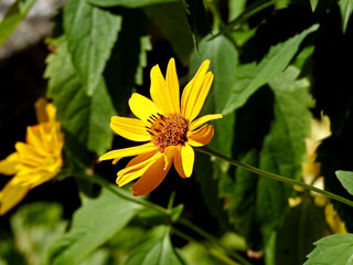a plant with yellow inflorescences called Rudbeckia brilliant, commonly growing in home gardens in the city of Białystok in Podlasie in Poland