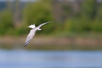 Common tern (Sterna hirundo) in flight full speed hunting for small fish.