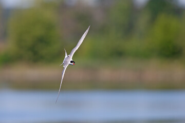 Common tern (Sterna hirundo) in flight full speed hunting for small fish.
