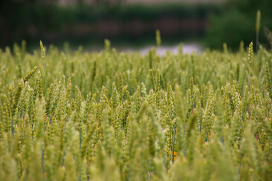Beautiful field of rye close-up