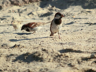 oiseau