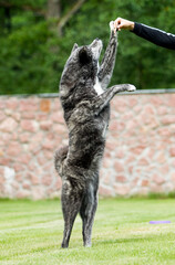 akita inu dog gives paw