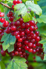 red currant growing on a bush