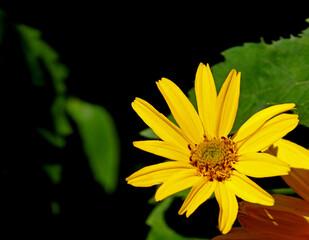 a plant with yellow inflorescences called Rudbeckia brilliant, commonly growing in home gardens in the city of Białystok in Podlasie in Poland