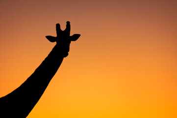 Kenya - Girafe ombres chinoises