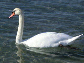 cygne