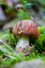 mushroom in the forest