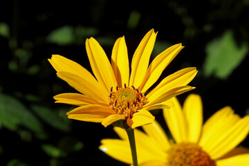 a plant with yellow inflorescences called Rudbeckia brilliant, commonly growing in home gardens in the city of Białystok in Podlasie in Poland
