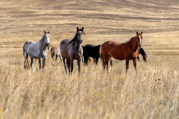 Fototapeta na wymiar Wild horses on the prairie grazing at dried steppe in Central Asia