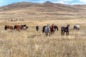 Wild horses on the prairie grazing at dried steppe in Central Asia