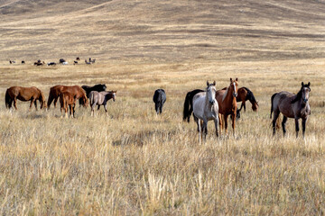 Obraz na płótnie Canvas Wild horses on the prairie grazing at dried steppe in Central Asia