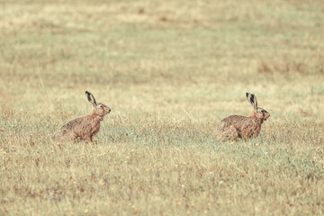 hare in the field