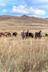 Wild horses on the prairie grazing at dried steppe in Central Asia