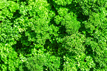 Vibrant bushy green leaves of curly parsley or kale in bright sunlight.