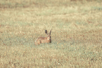 hare in the field