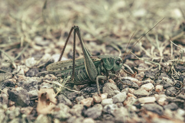 Grasshopper