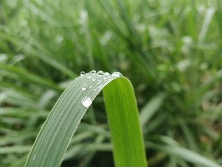 Fototapeta premium You Will Never Thought That Knowing Dewdrop On Plant Could Be So Beneficial!