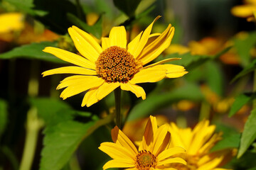 a plant with yellow inflorescences called Rudbeckia brilliant, commonly growing in home gardens in the city of Białystok in Podlasie in Poland