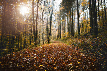 Forest background in autumn or fall season with brown foliage and sunshine