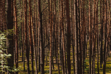 Fototapeta na wymiar Pine forest Tree Trunks of the Red pine