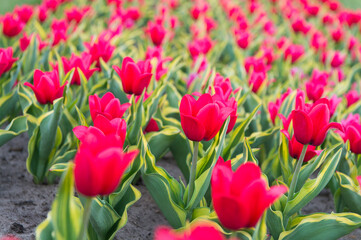 pink field of tulips, Netherlands. bulb field in springtime. harmony in meditation. Beautiful pink tulip fields. Holland during spring. Floral banner for floristry shop