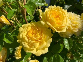 yellow roses