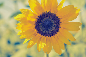 Fototapeta premium sunflower close up color photo on a sunny day