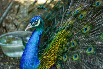 Foto op Plexiglas Portrait of beautiful peacock with feathers out  © Danijel Hunjek