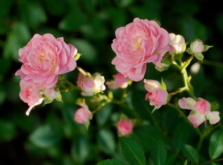 Obraz premium delicate roses on the eyelid in the sun