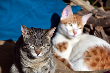 Beautiful two cats are sitting in mat