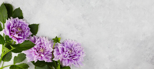 Fototapeta na wymiar Dahlia violet flowers on grey background, web banner with copy space.