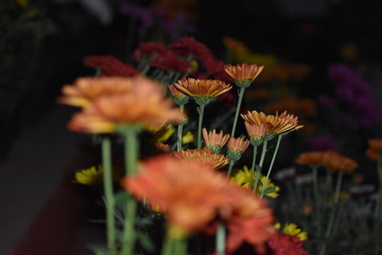 Blur Image Of Flowers In Home Uttarakhand