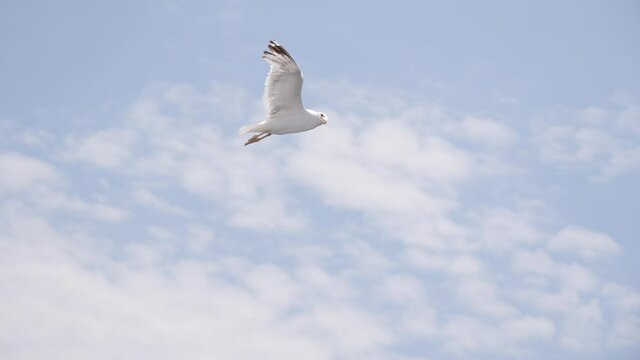 Aegean sea gull bird flying in the sky in Greece slow motion