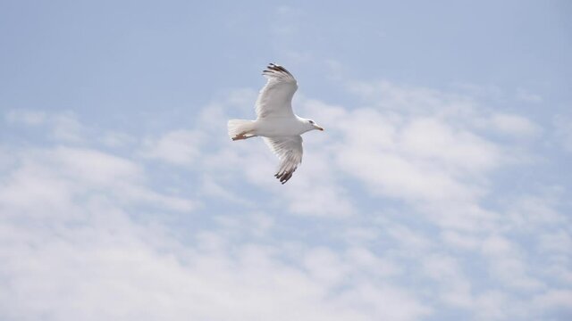 Aegean sea gull bird flying in the sky in Greece slow motion
