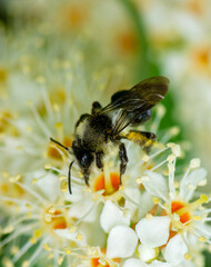 Bee pollinating on a flower blossom