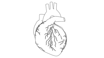Human Heart beat Anatomy animation. Drawing in black and white