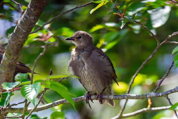 Young starling bird sitting on the twig of a tree