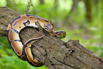 The Royal python (Python regius), also called the ball python lying twisted on a dry branch with a green background.Small African python in the forest.