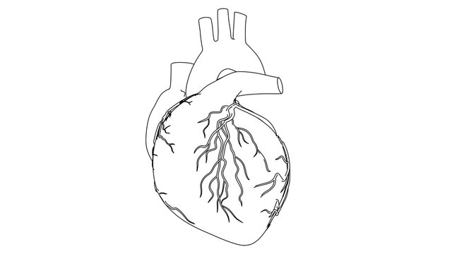 Human Heart beat Anatomy animation. Drawing in black and white