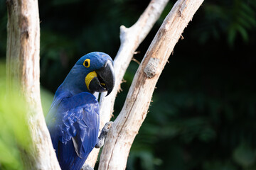 Blue and yellow macaw on bokeh background