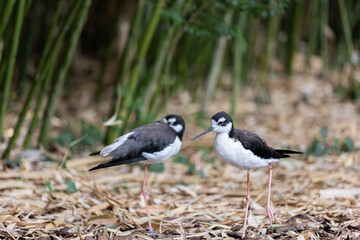 Black-necked stilt